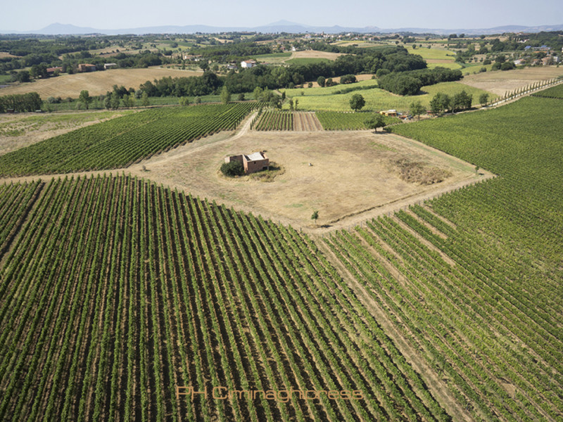 aziende-vinicola-cortona-leuta-tuscany