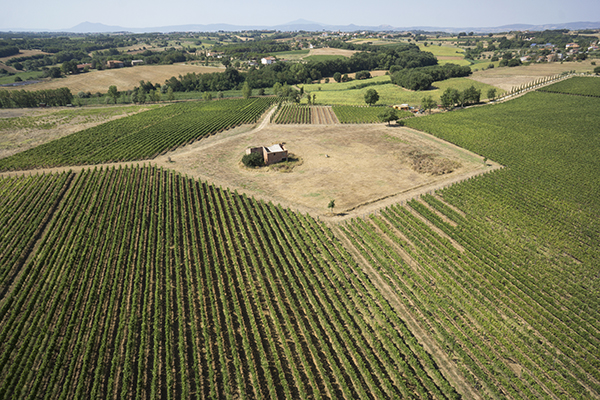 aziende-vinicola-cortona-leuta-tuscany